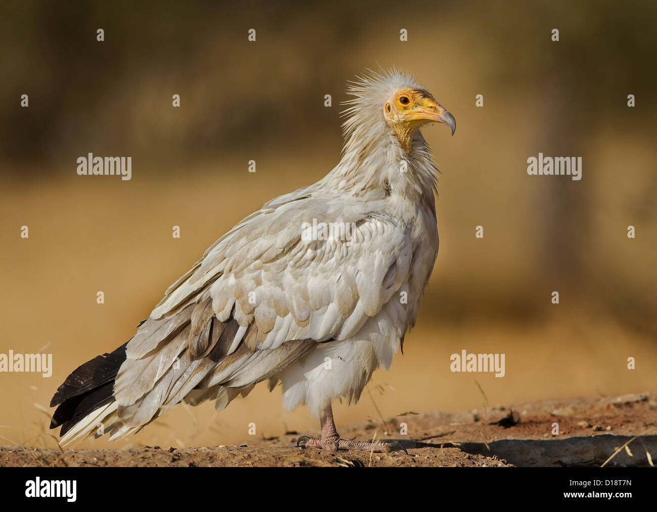 Percnoptère (Neophron percnopterus), appelé aussi le vautour charognard blanc ou de poulet du pharaon Banque D'Images