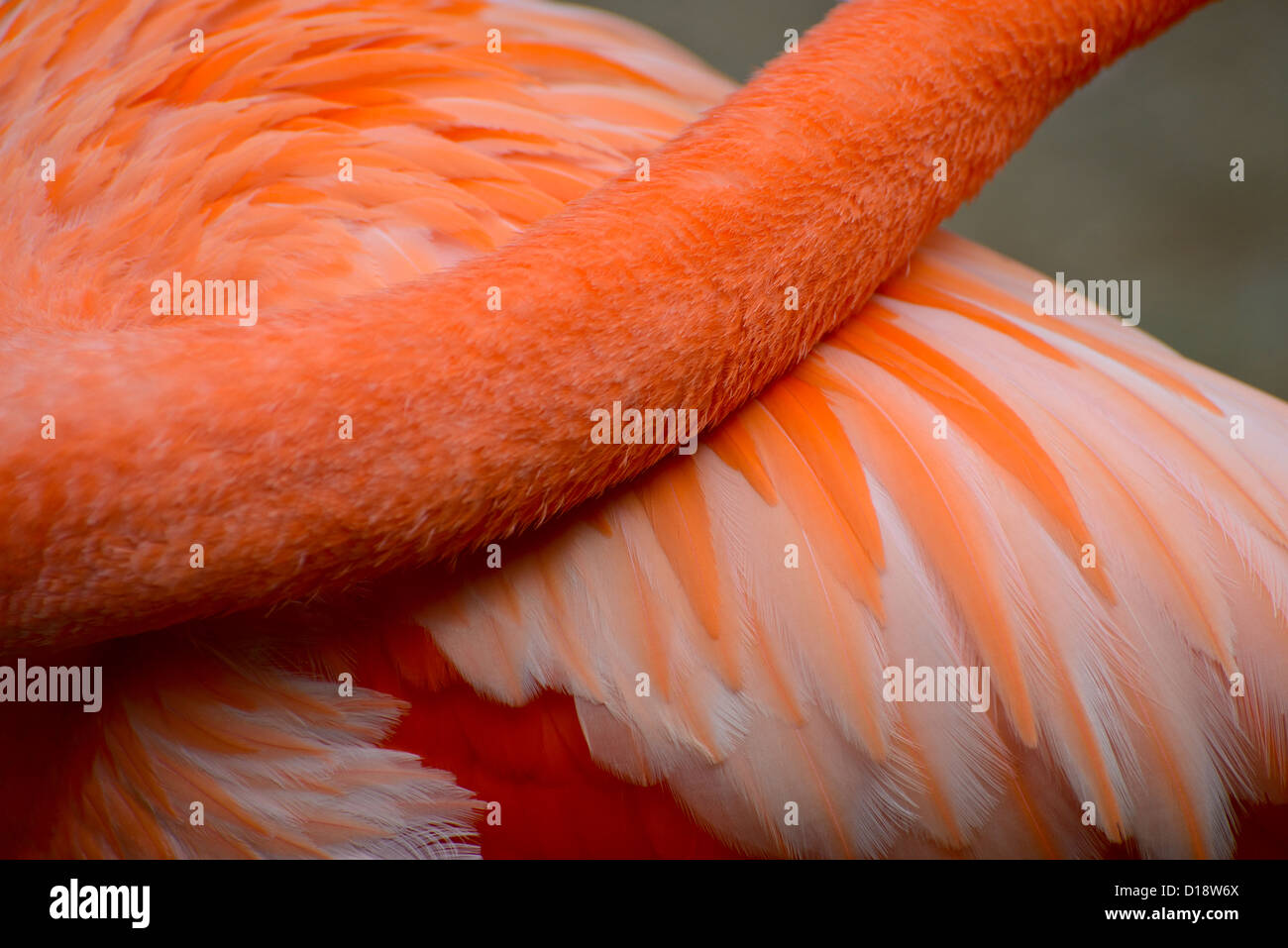 Détail des plumes Flamant américain Banque D'Images