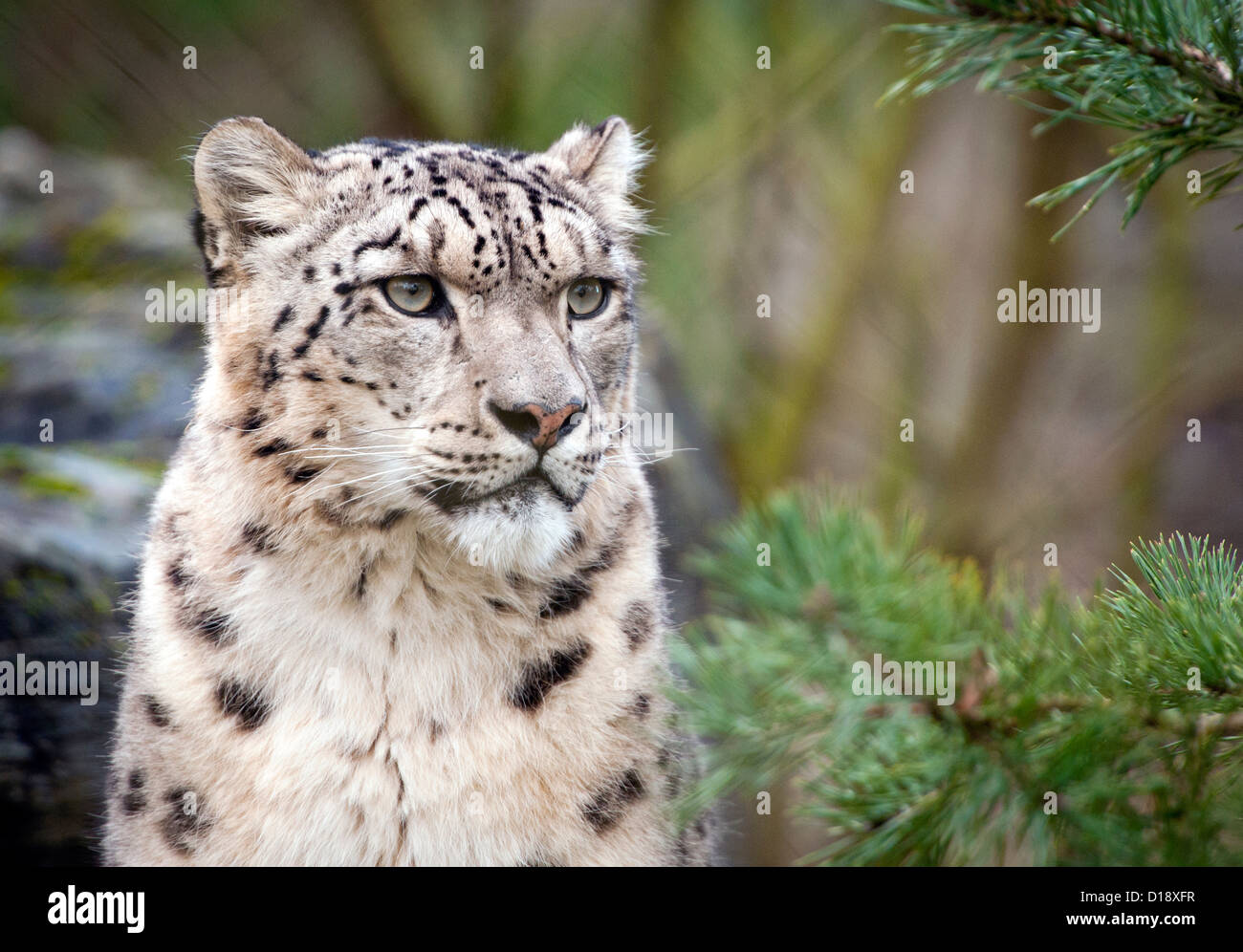 Homme snow leopard Banque D'Images