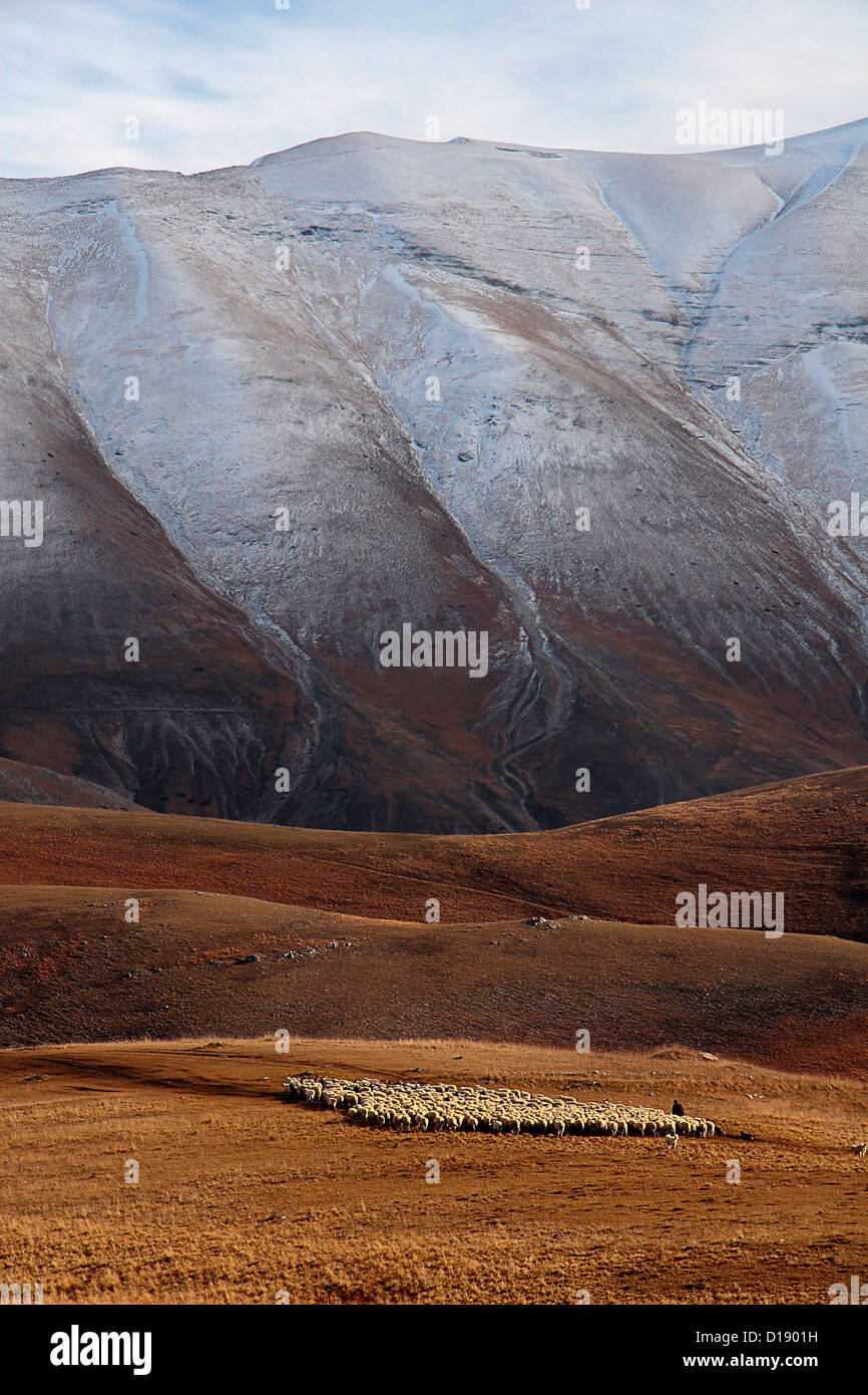 Parc national des Monts Sibillini Italie moutons au pâturage Banque D'Images