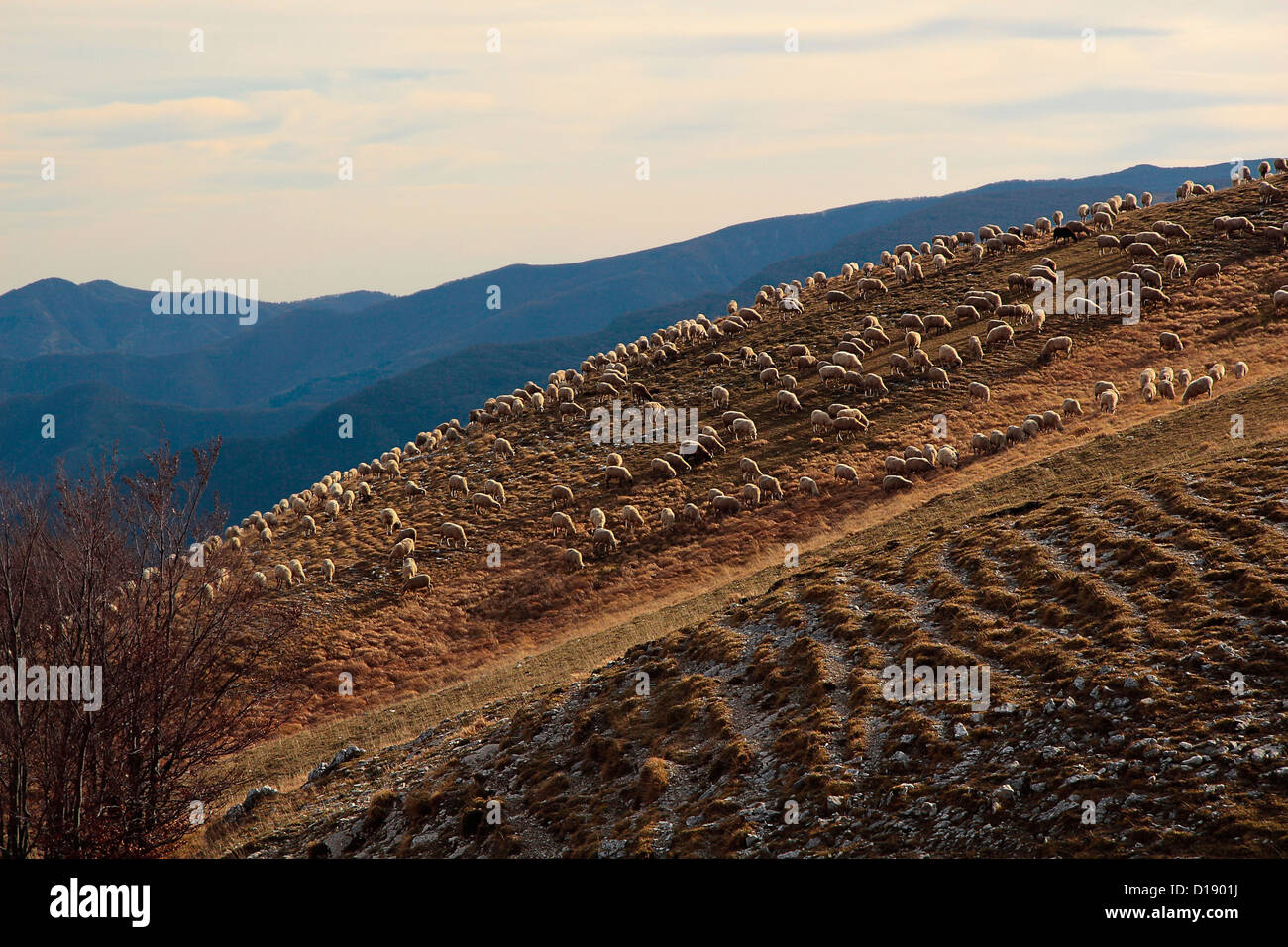 Parc national des Monts Sibillini Italie moutons au pâturage Banque D'Images