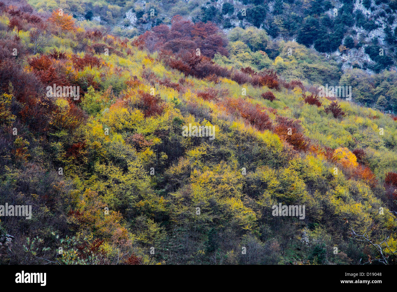 Parc national des Monts Sibillini Italie Gola dell'Infernaccio forêt de hêtres Banque D'Images