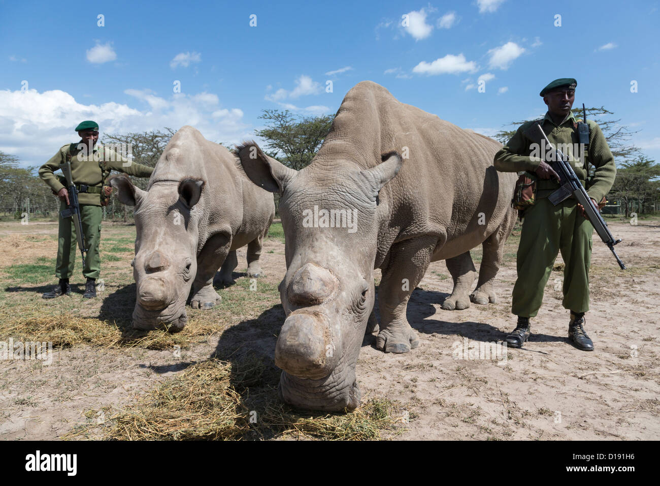 Le rhinocéros blanc du nord (Ceratotherium simum cottoni) taureau appelé Suni avec Najin, appelé vache avec garde armée, Ol Pejeta , Kenya Banque D'Images