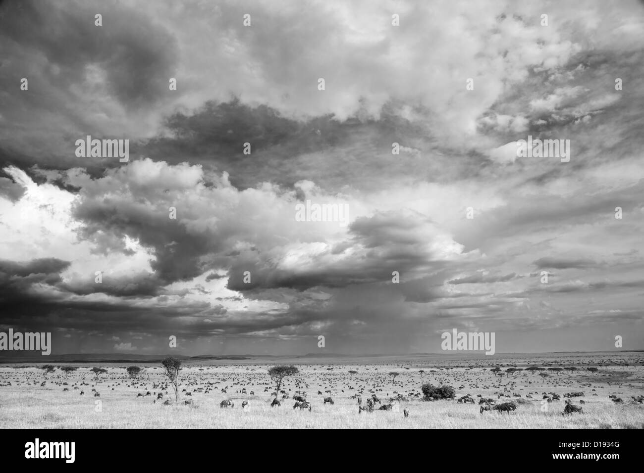 Le Gnou bleu (commune) (GNU), (Connochaetes taurinus), sur les migrations, Maasai Mara, Kenya, noir et blanc, Banque D'Images