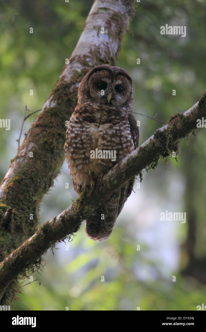 Chouette tachetée du Nord (Strix occidentalis) perché sur une branche. Banque D'Images