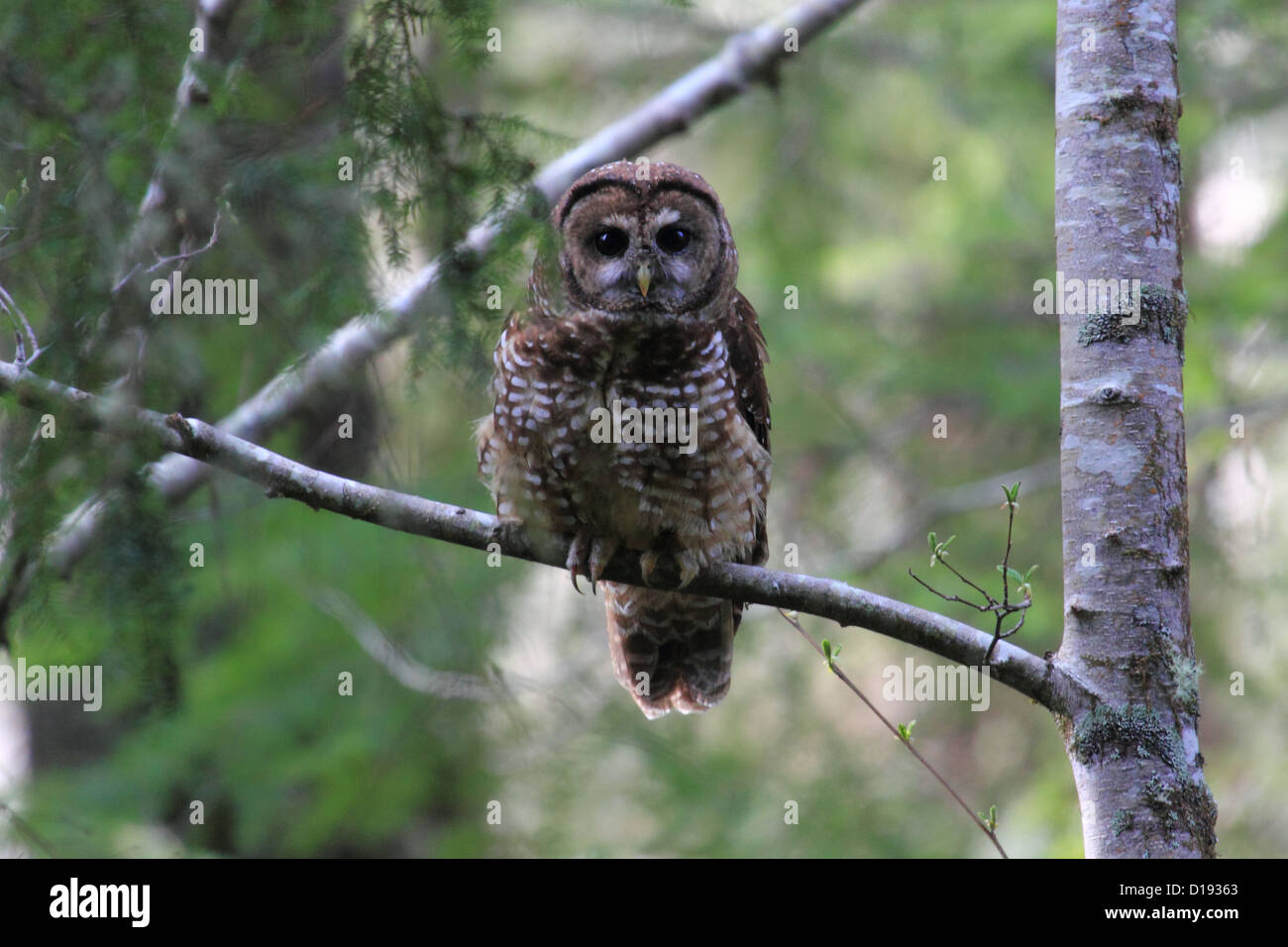 Chouette tachetée du Nord (Strix occidentalis) perché sur une branche. Banque D'Images