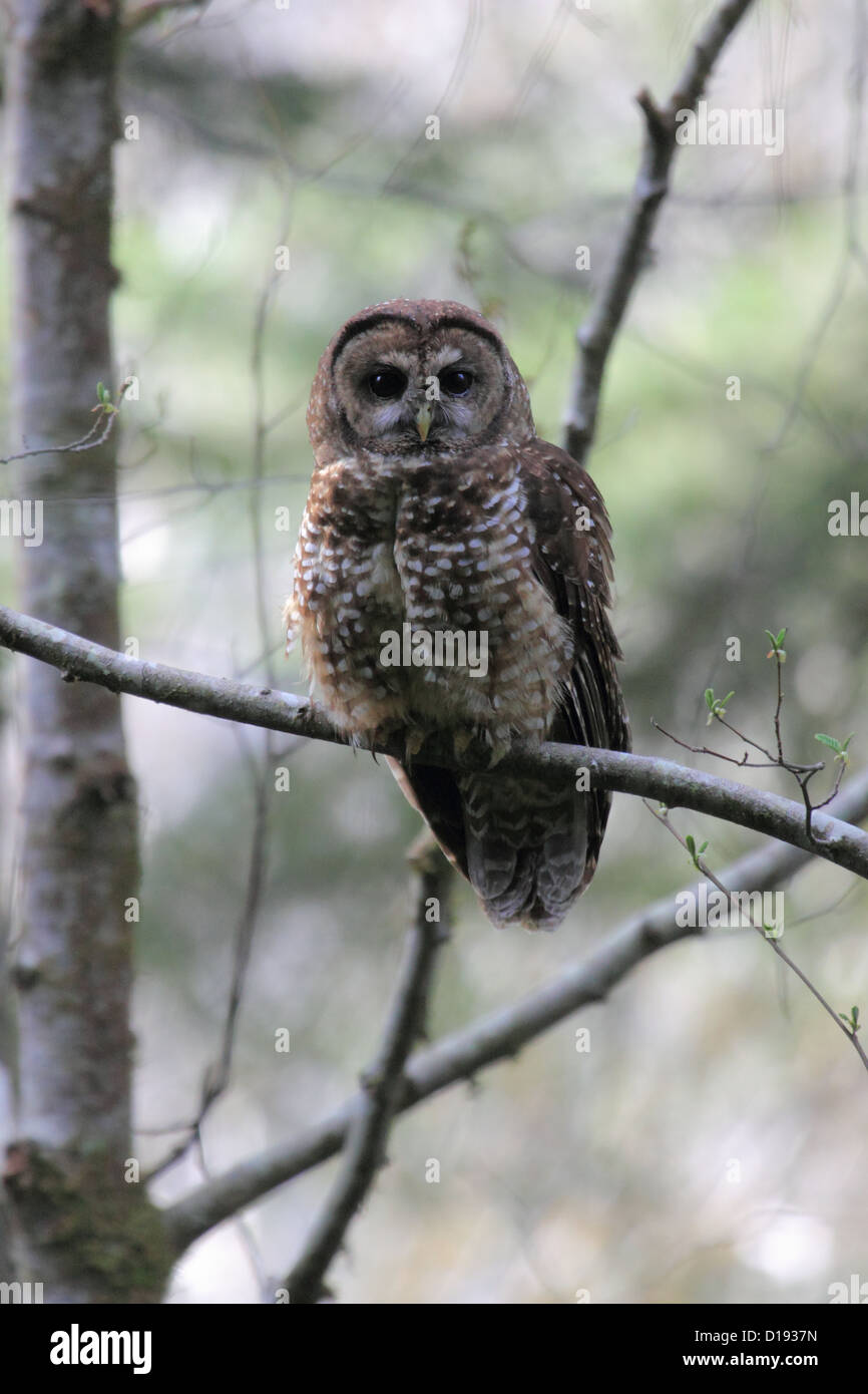 Chouette tachetée du Nord (Strix occidentalis) perché sur une branche. Banque D'Images