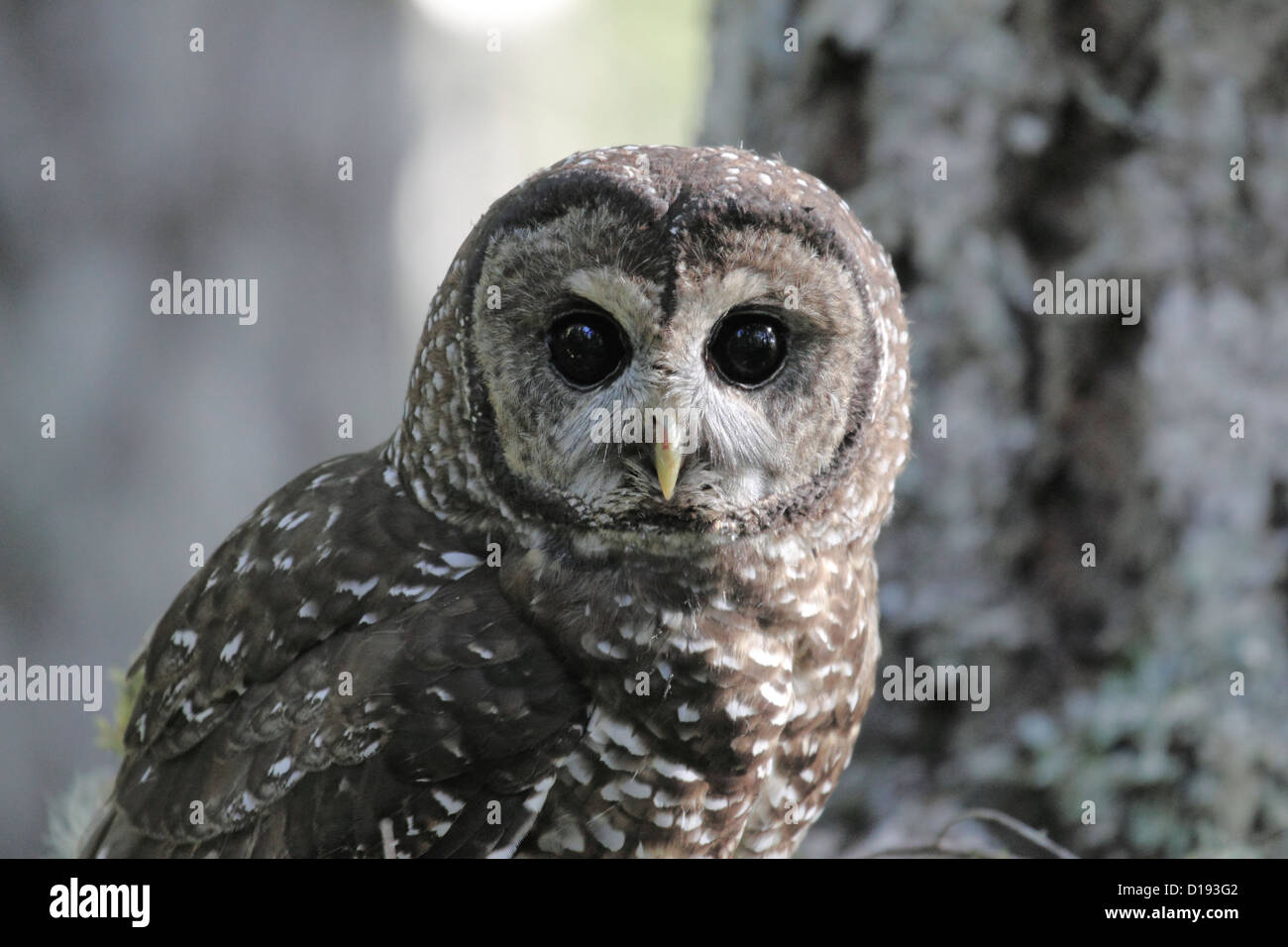 Chouette tachetée du Nord (Strix occidentalis) perché sur une branche. Banque D'Images