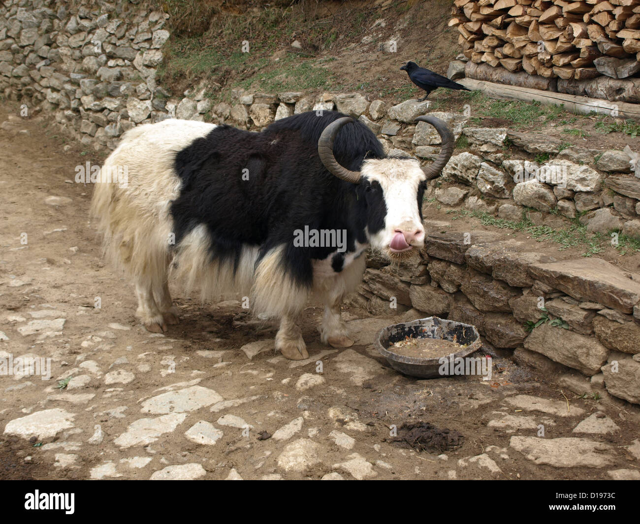 Yak affamés au Népal à l'Everest trek Banque D'Images Yak affamés au Népal à l'Everest trek Banque D'Images