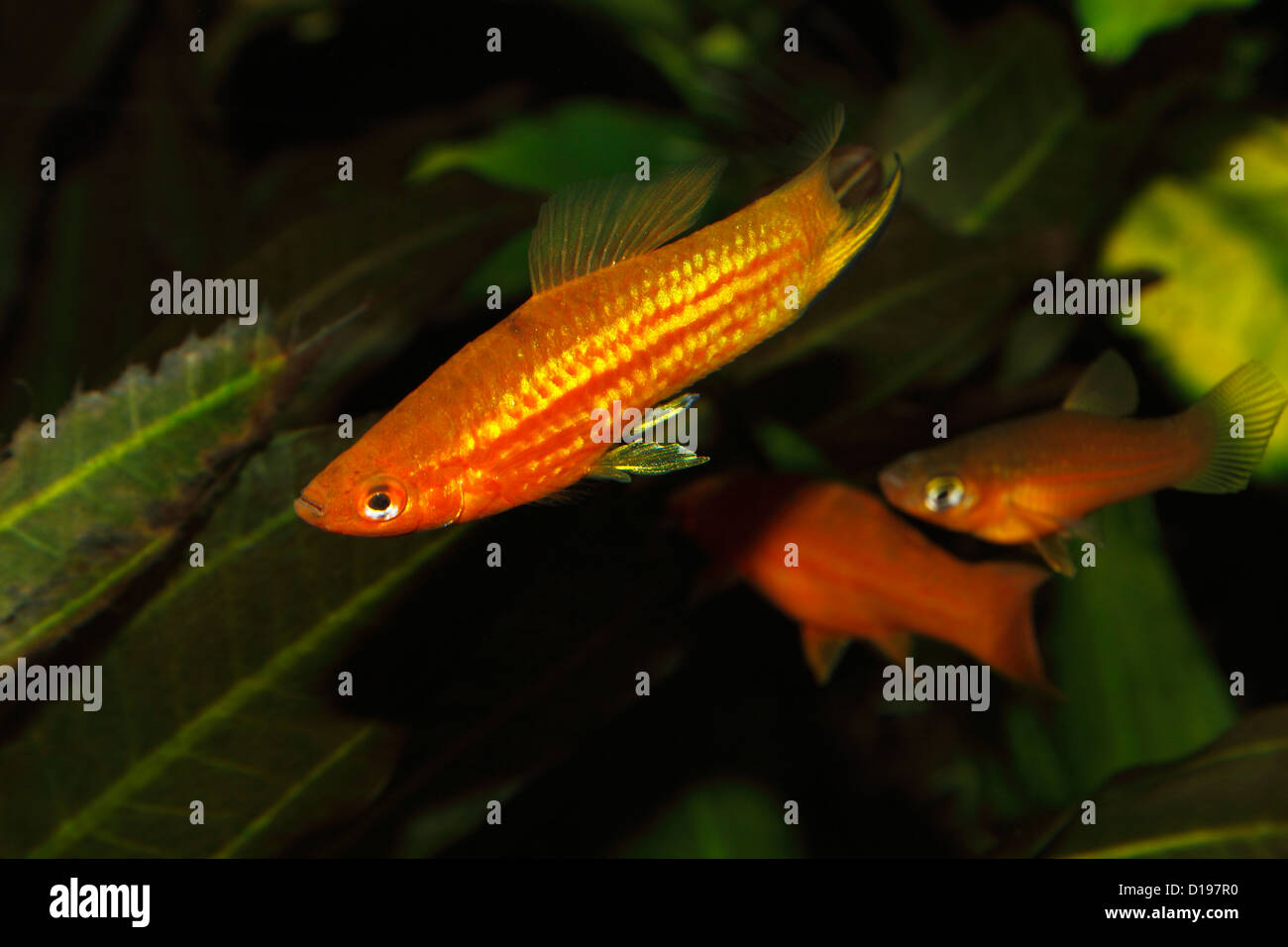 Porte-épée (Xiphophorus hellerii) - mâle dans un aquarium Banque D'Images