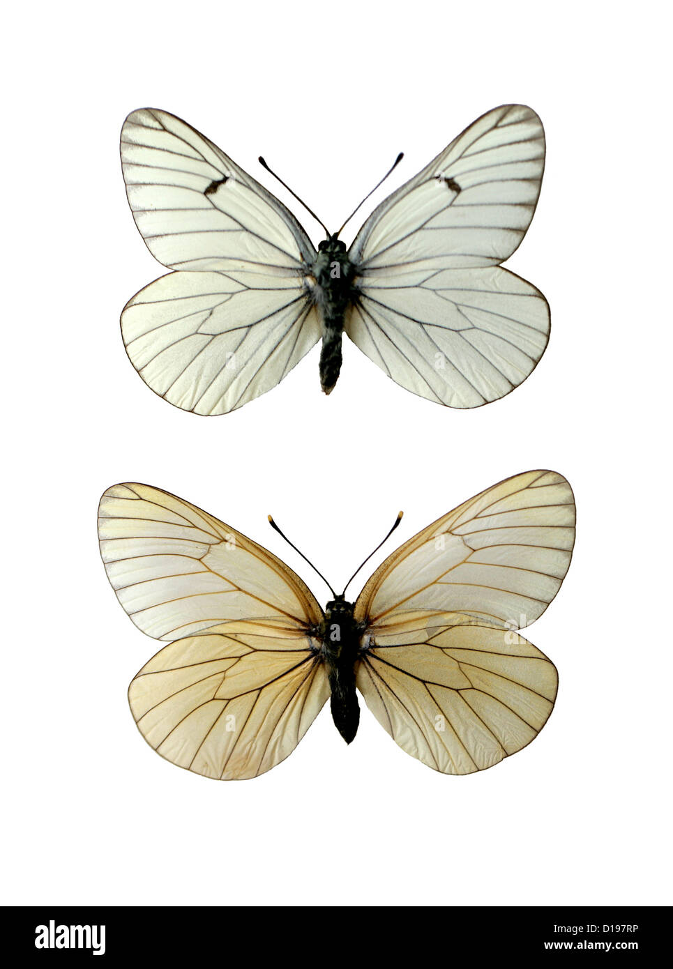 Les papillons blanc veiné de noir, Aporia crataegi, Nymphalidae, lépidoptères. Mâle (en haut), femelle (en bas). Banque D'Images