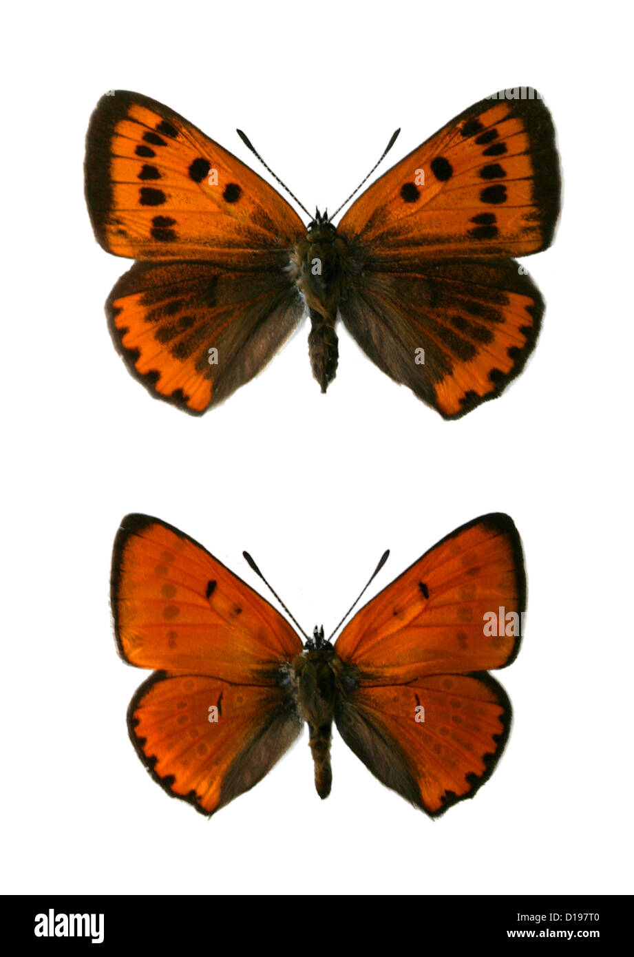 Les grands papillons Lycaena dispar, cuivre, Lycaenidae, de lépidoptères. (Top), femelle (en bas) de sexe masculin Banque D'Images