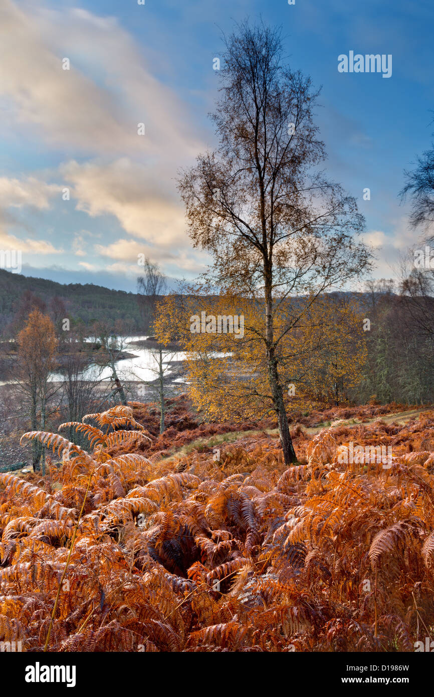 Glen Affric en automne. Banque D'Images