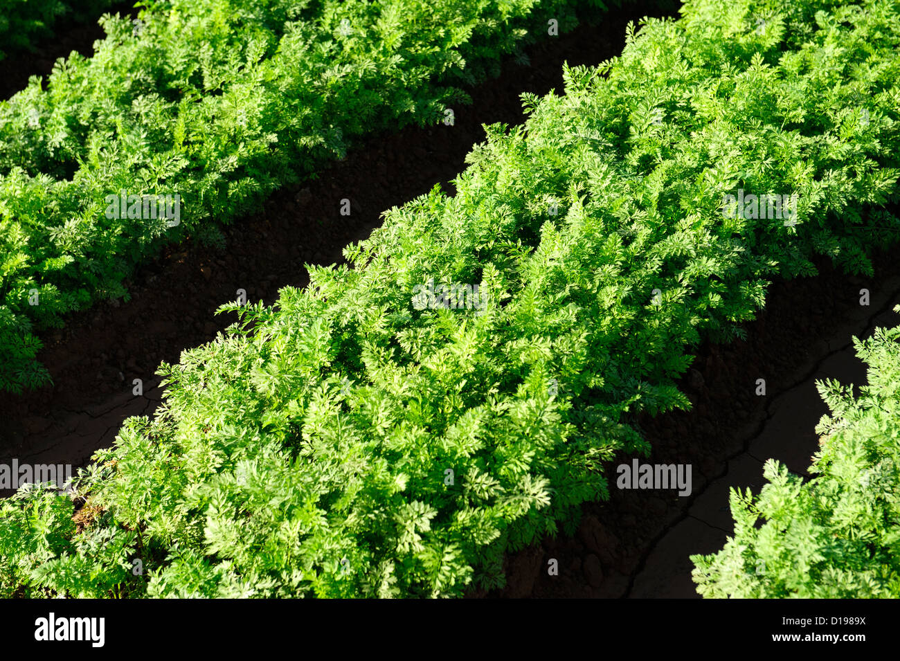 Champ de carottes dans la Vallée impériale de la Californie Banque D'Images