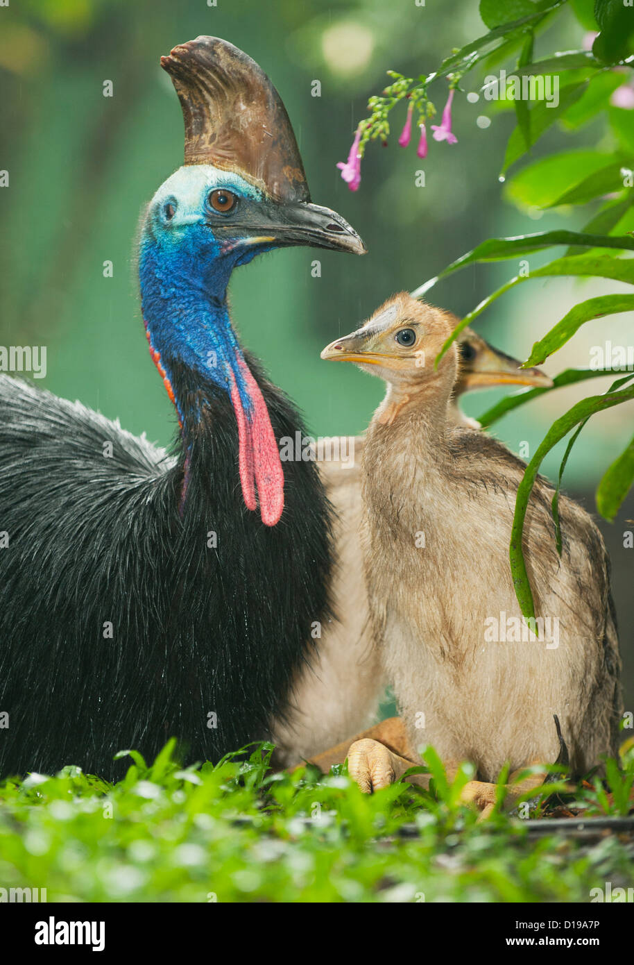 Le sud ou Double-Wattled Cassowary (Casuarius casuarius), Atherton Tablelands, Queensland, Australie - sauvages et les poussins mâles Banque D'Images