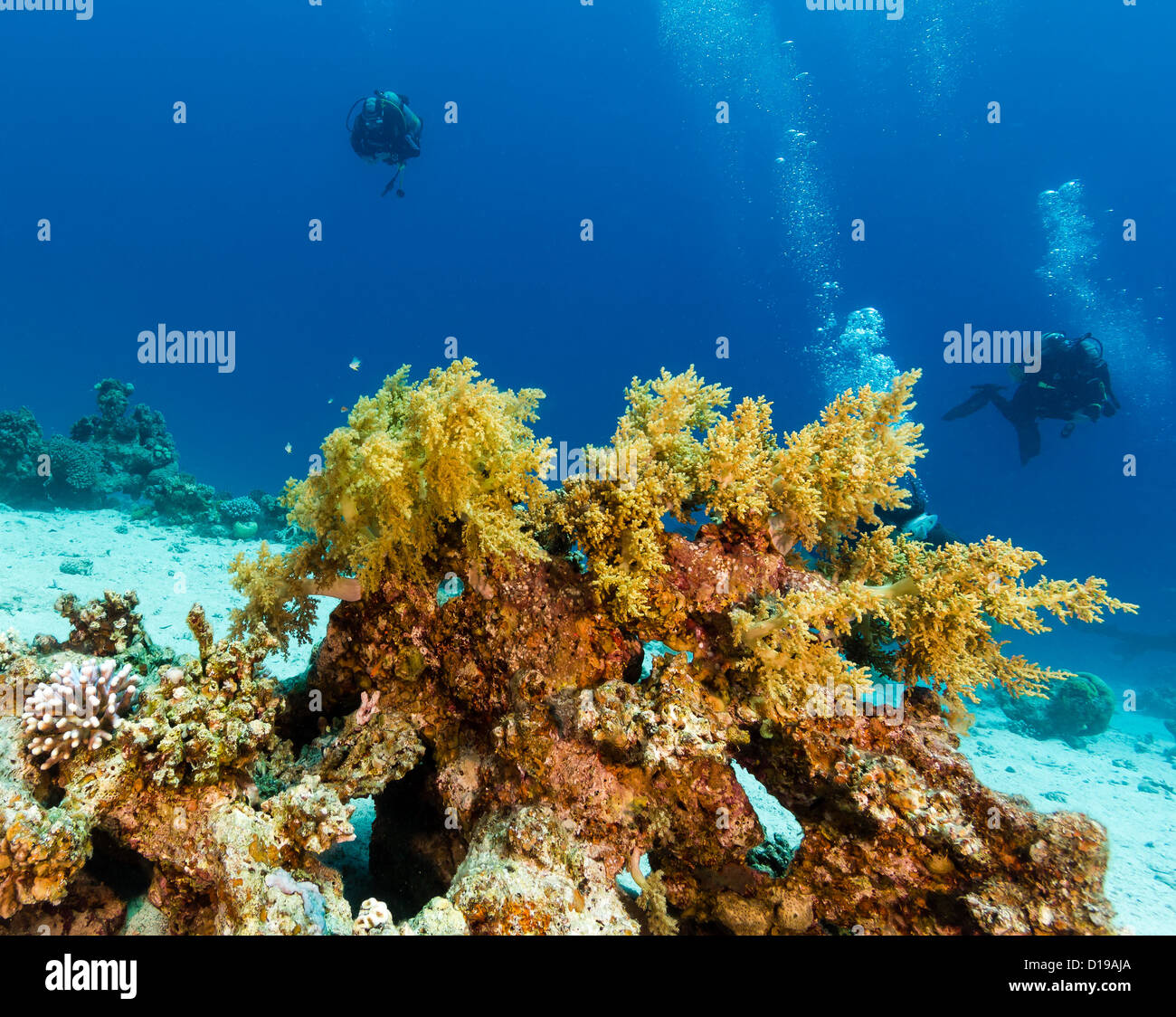 Les amateurs de plongée sous-marine nager à côté d'un corail mou vert sur un récif de coraux tropicaux Banque D'Images