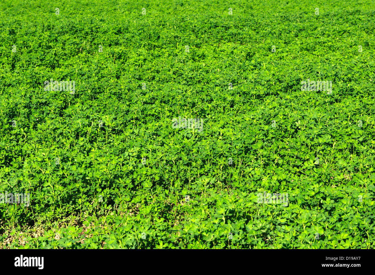 Champ de luzerne dans la Vallée impériale de la Californie Banque D'Images