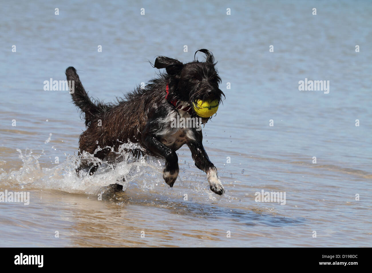 Jack Russell caniche miniature cross adulte seul tournant dans l'eau avec balle de tennis Banque D'Images
