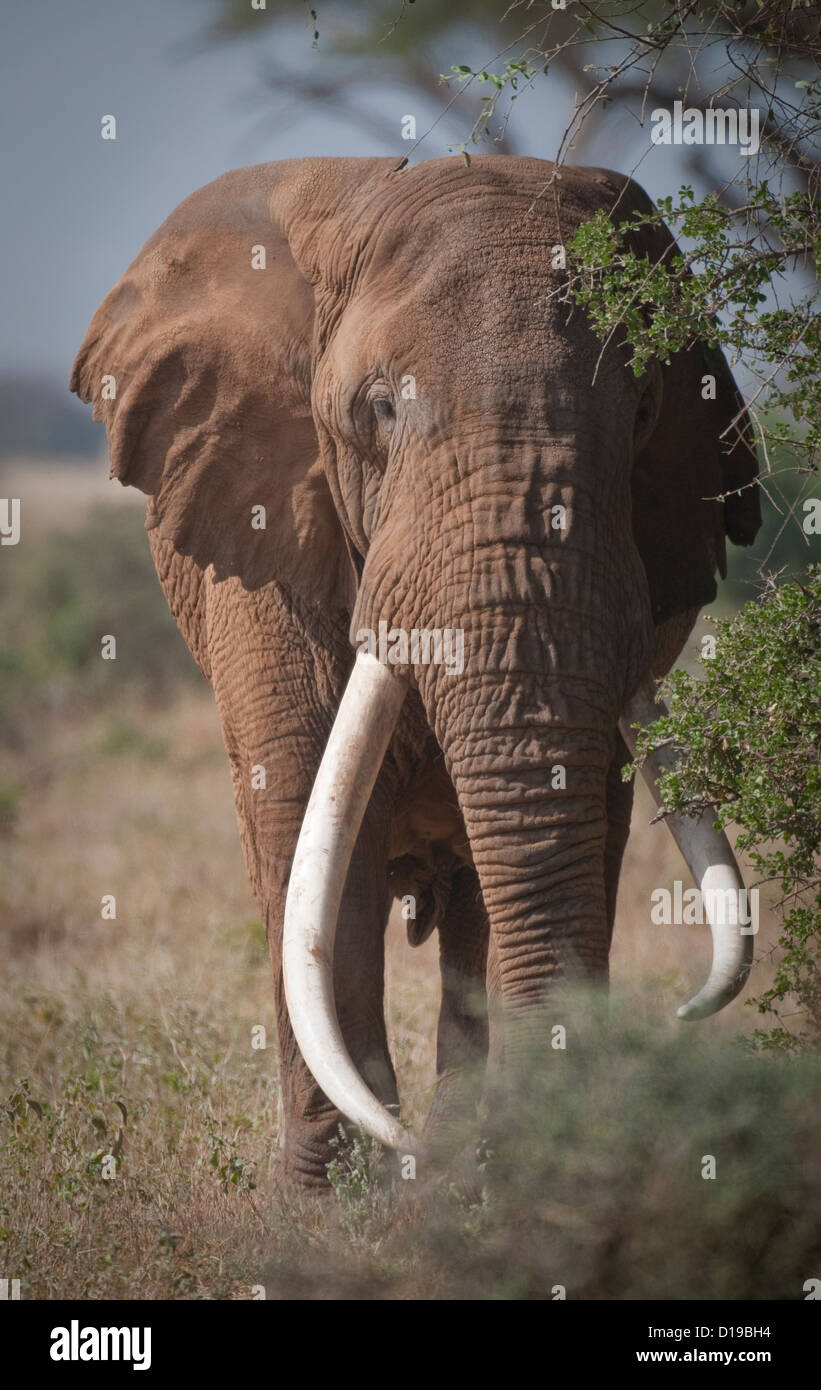 Éléphant mâle énorme avec de grandes défenses Banque D'Images