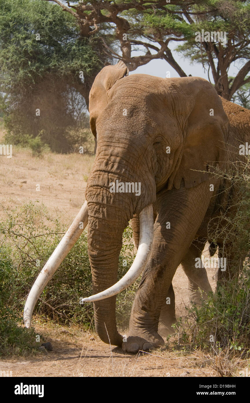 L'Afrique de l'énorme éléphant défenses avec Bull Banque D'Images