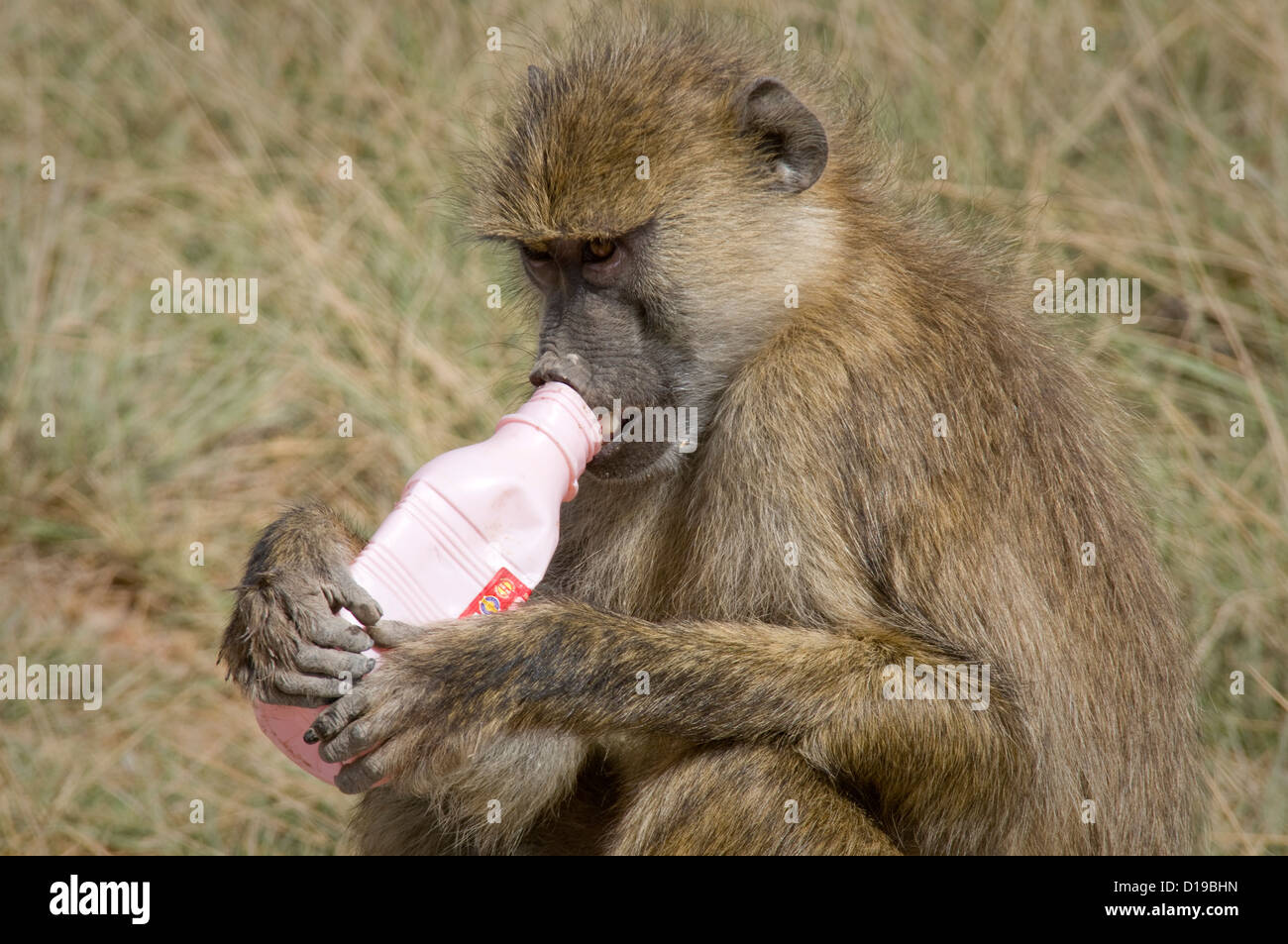Close up de babouin jaune bouteille en plastique vide holding Banque D'Images