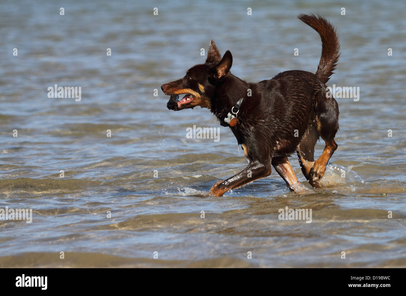 Croix kelpie chien dans de l'eau transportant un bâton Banque D'Images