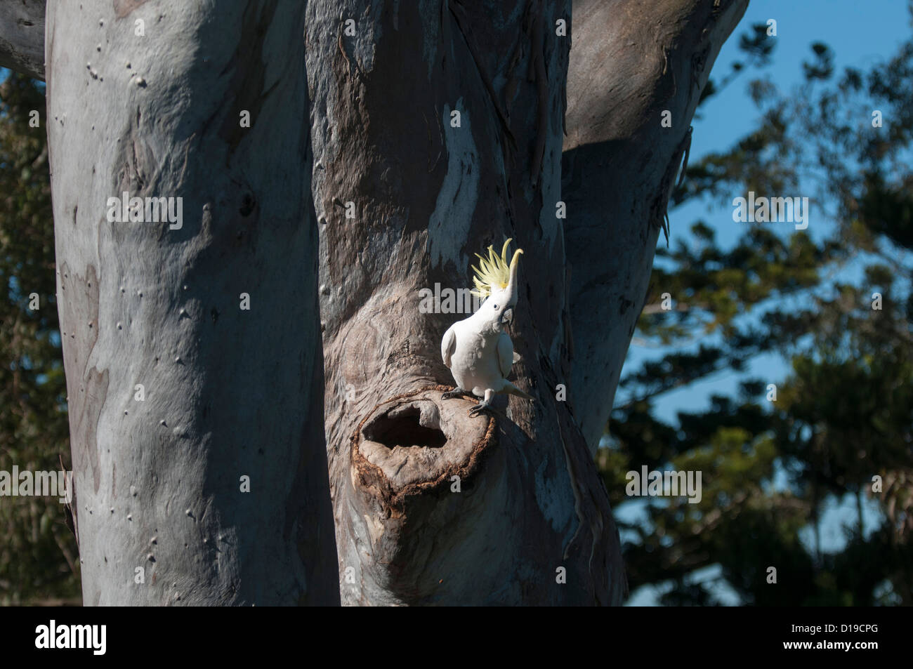 Sulfur-Crested (Cacatua galerita cacatoès) dans eucaplyptus arbre, Queensland, Australie Banque D'Images