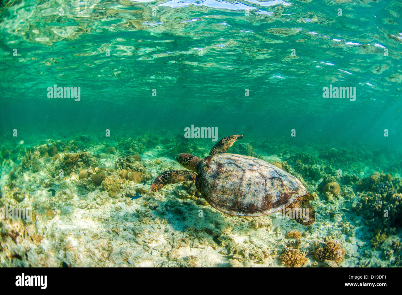 Tortue de mer verte, Lady Elliot Island, Grande Barrière de Corail, Queensland, Australie Banque D'Images
