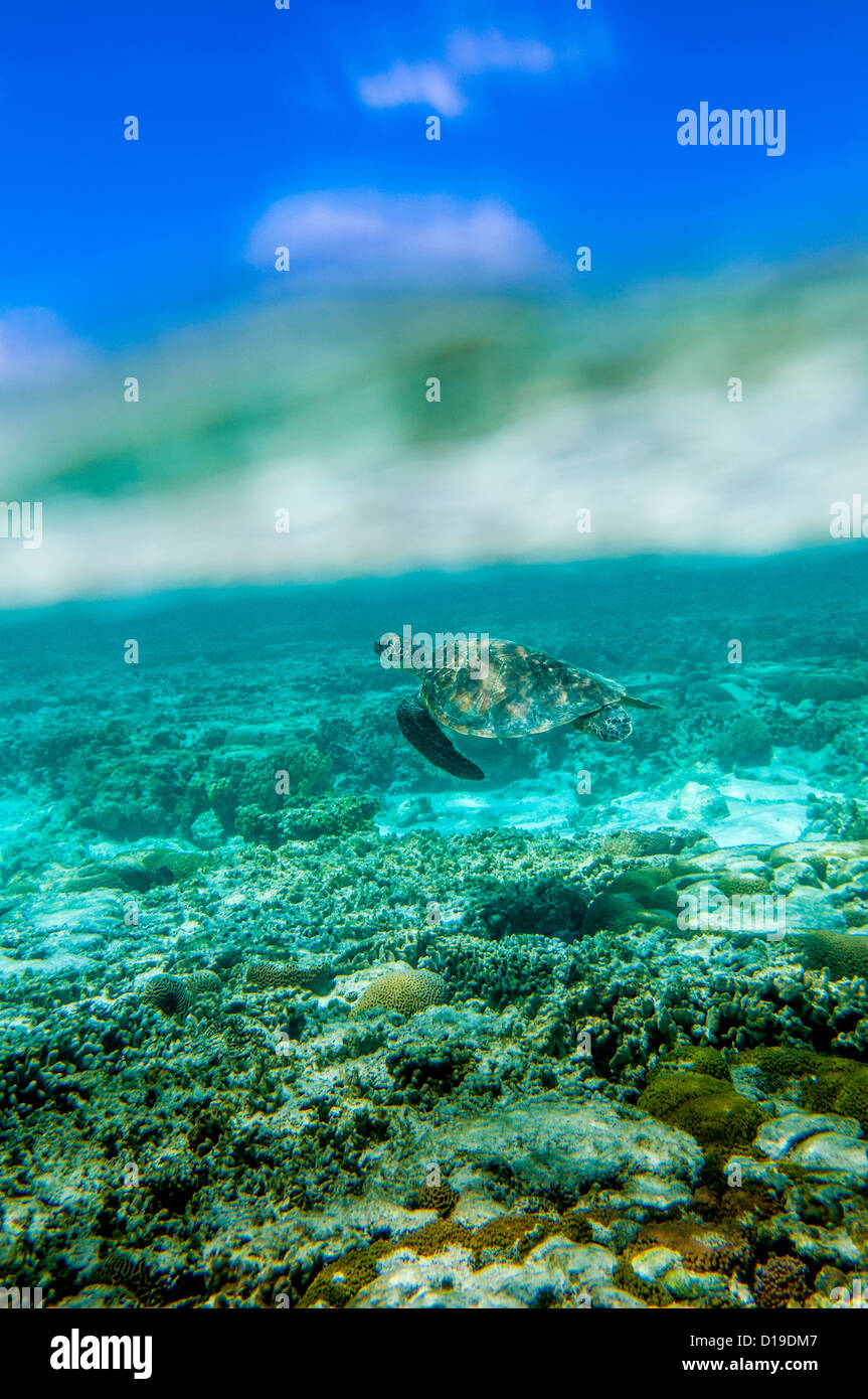 Tortue de mer verte, Lady Elliot Island, Grande Barrière de Corail, Queensland, Australie Banque D'Images