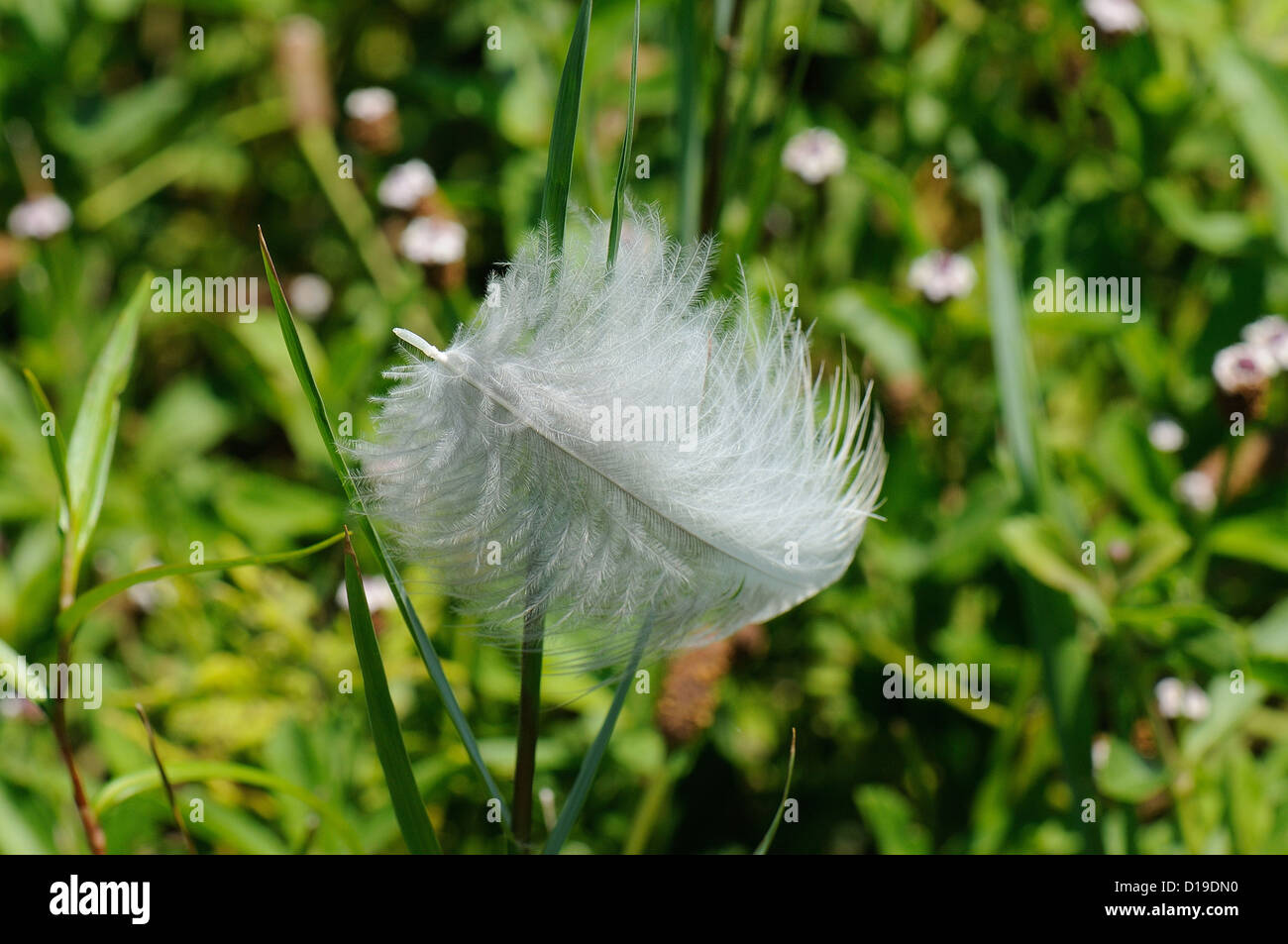 Feather accrochant sur l'herbe Banque D'Images