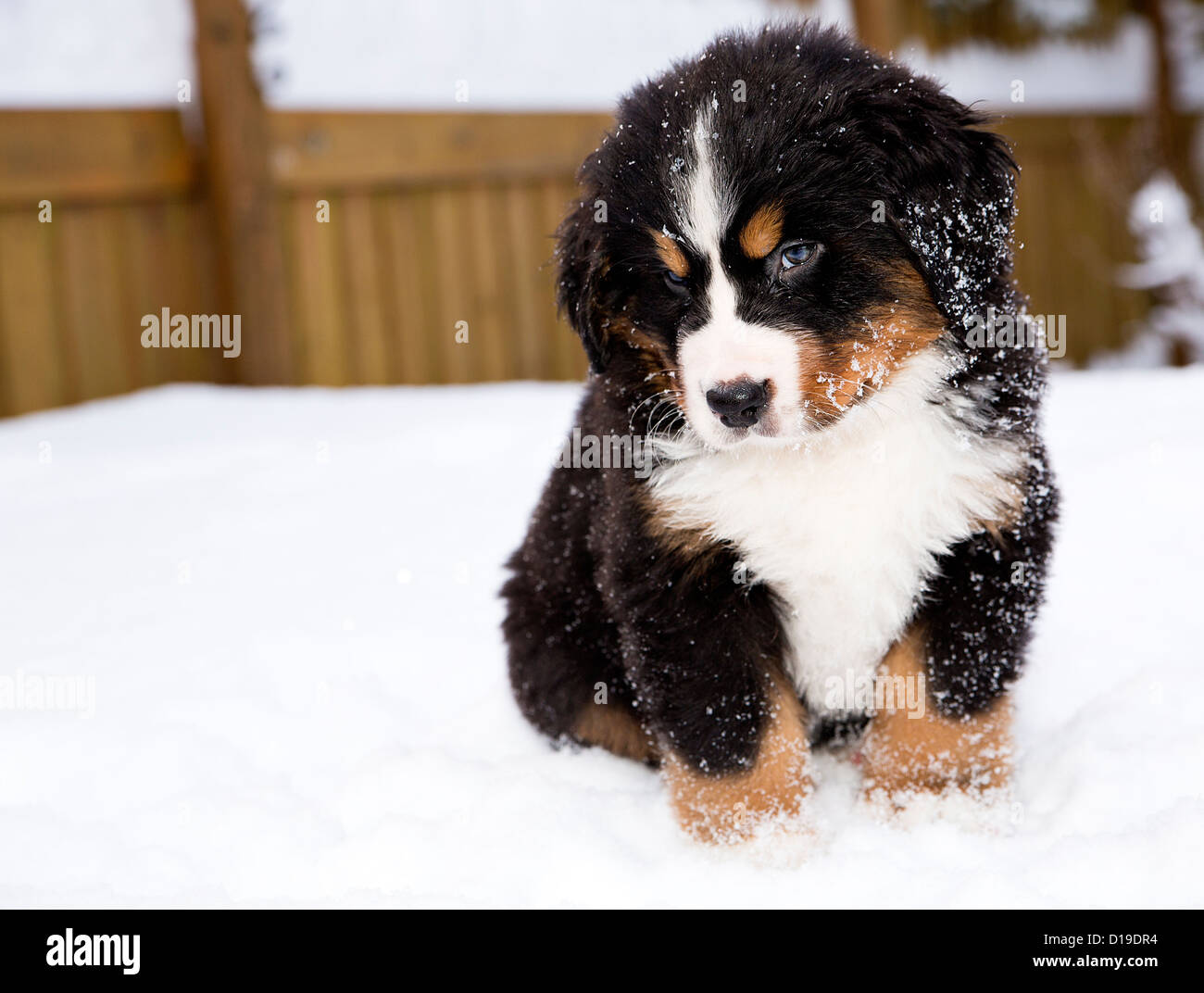 Bernese mountain dog isolés étudie soigneusement la marionnette Banque D'Images