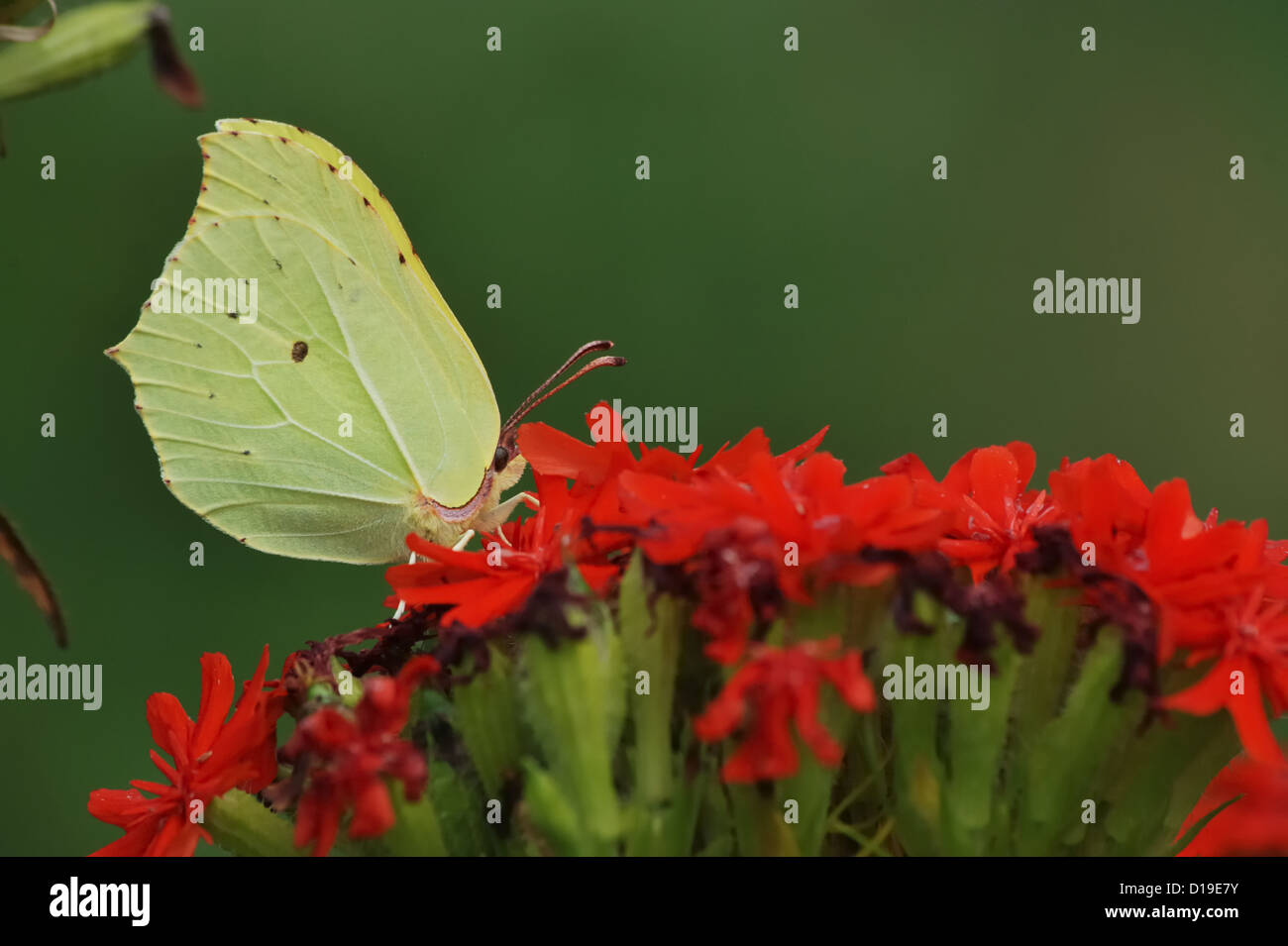 (Gonepteryx rhamni Brimstone Butterfly) sur les fleurs rouges Banque D'Images