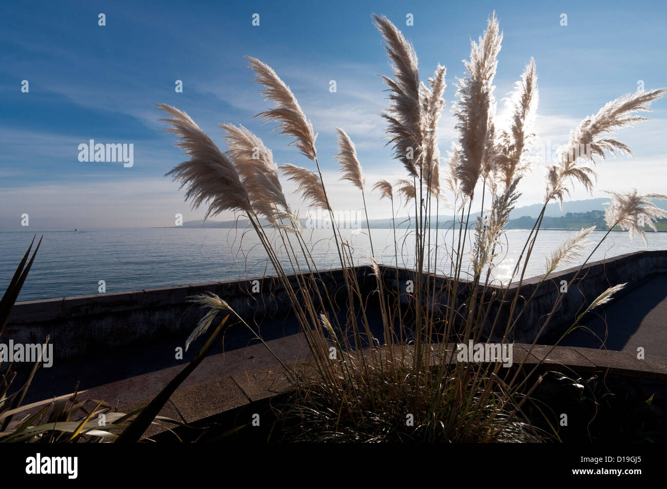 Cortaderia selloana herbe de la Pampa ou croissant dans le Nord du Pays de Galles Mer Rhos Banque D'Images