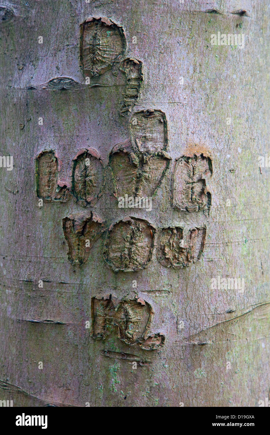 La sculpture de l'amour ancien Hêtre Fagus sylvatica Felbrigg Grand Bois Norfolk UK Début novembre Banque D'Images