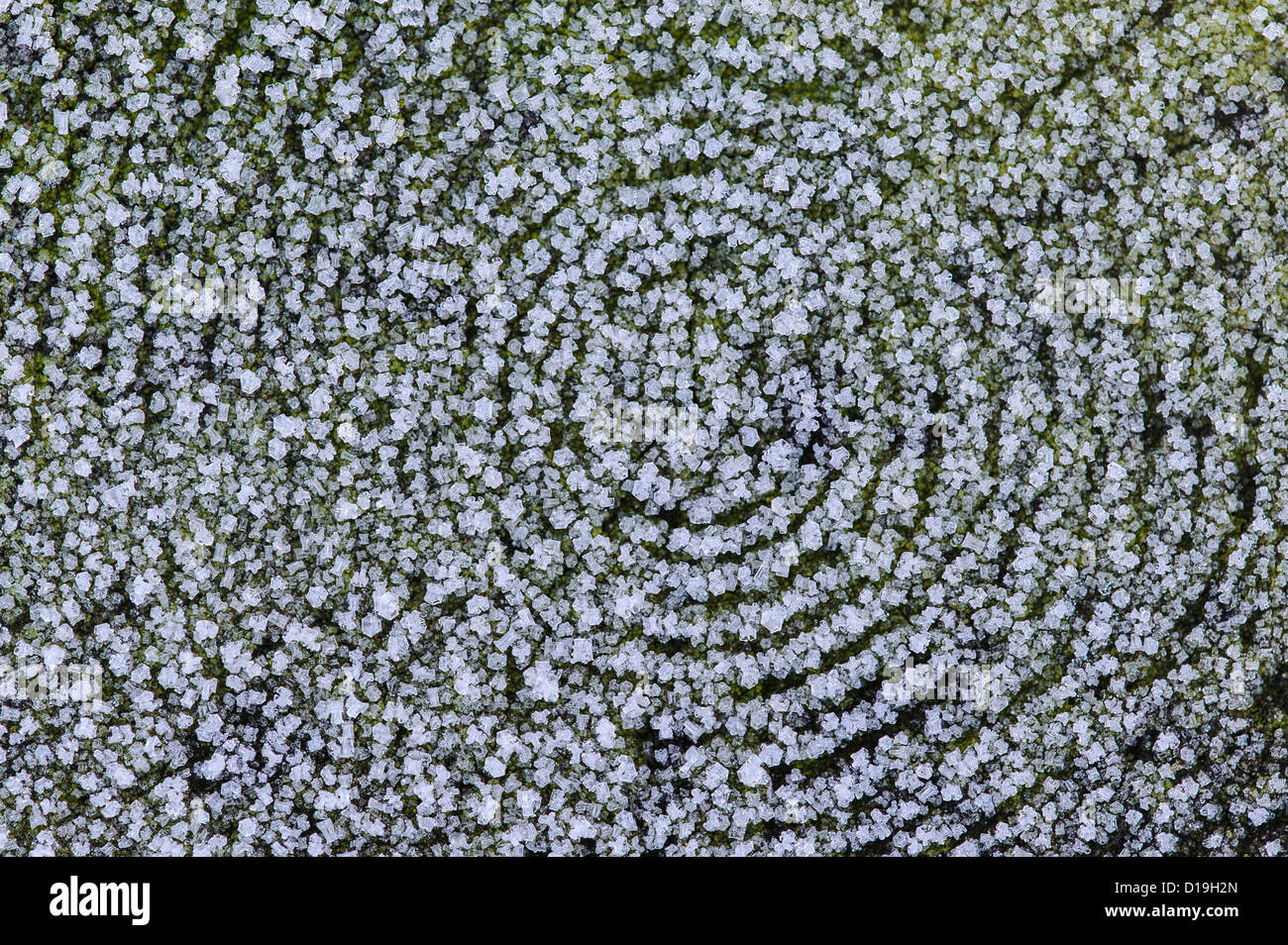 Le givre sur les cernes d'un arbre Banque D'Images