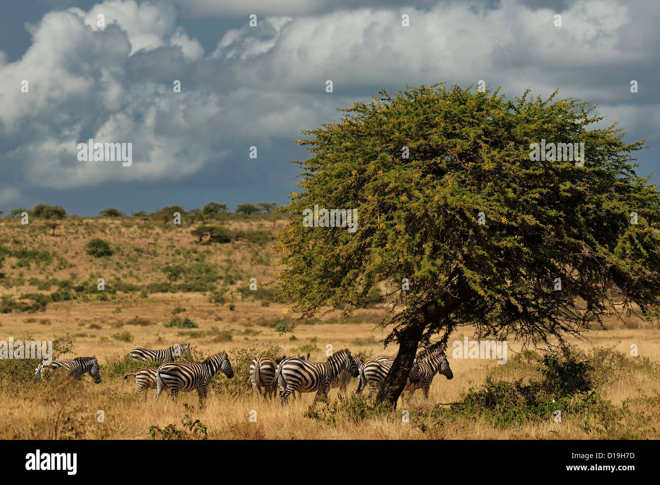 Zèbre des plaines, Equus quagga équidés, Mugie Sanctuaire, Kenya, Africa Banque D'Images