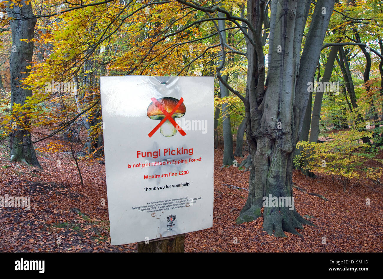 Cueillette de champignons La forêt d'Epping avis Automne Essex Banque D'Images