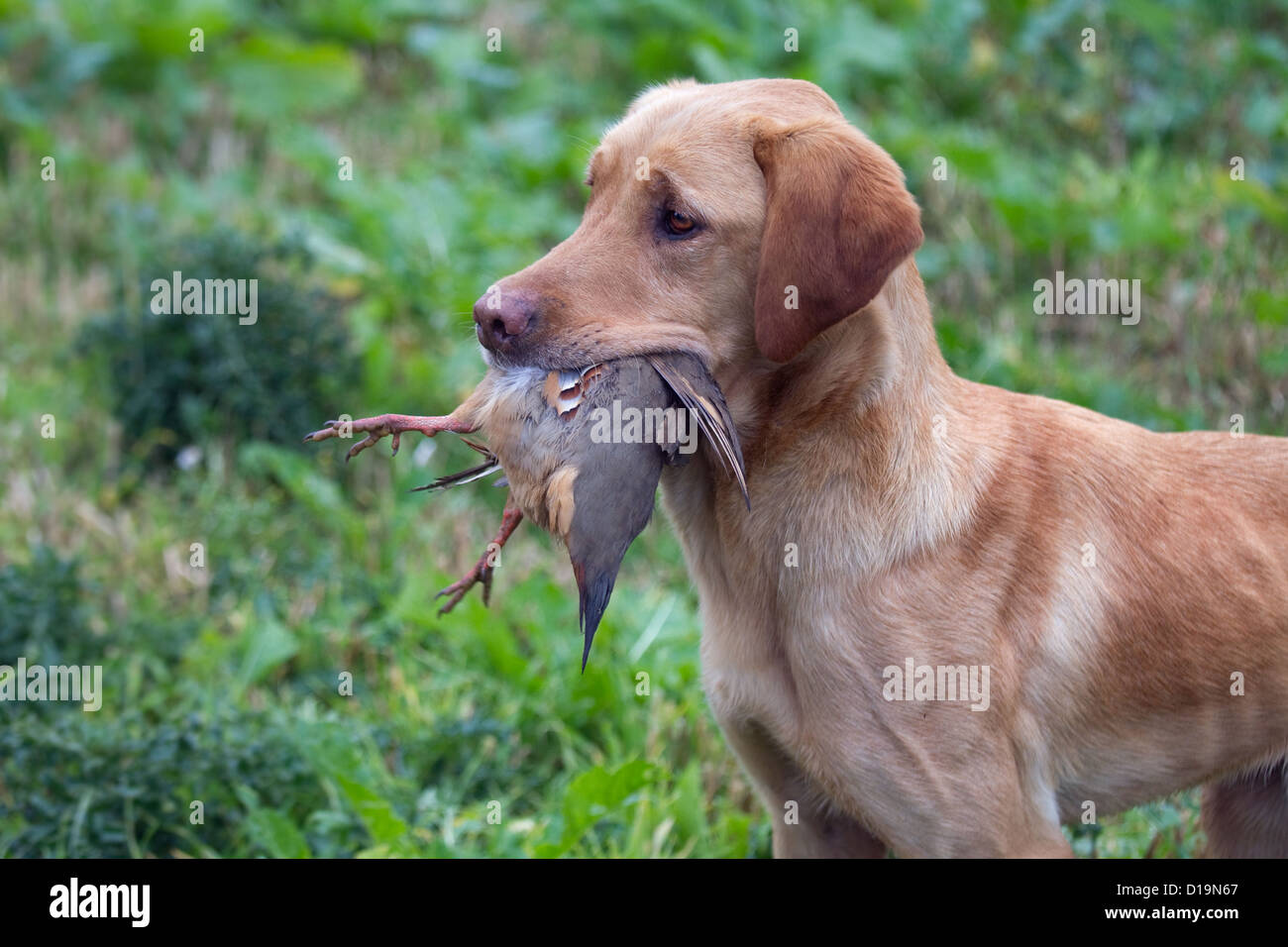 Labrador jaune de la récupération des pattes rouge jeu shoot sur Partridge Banque D'Images