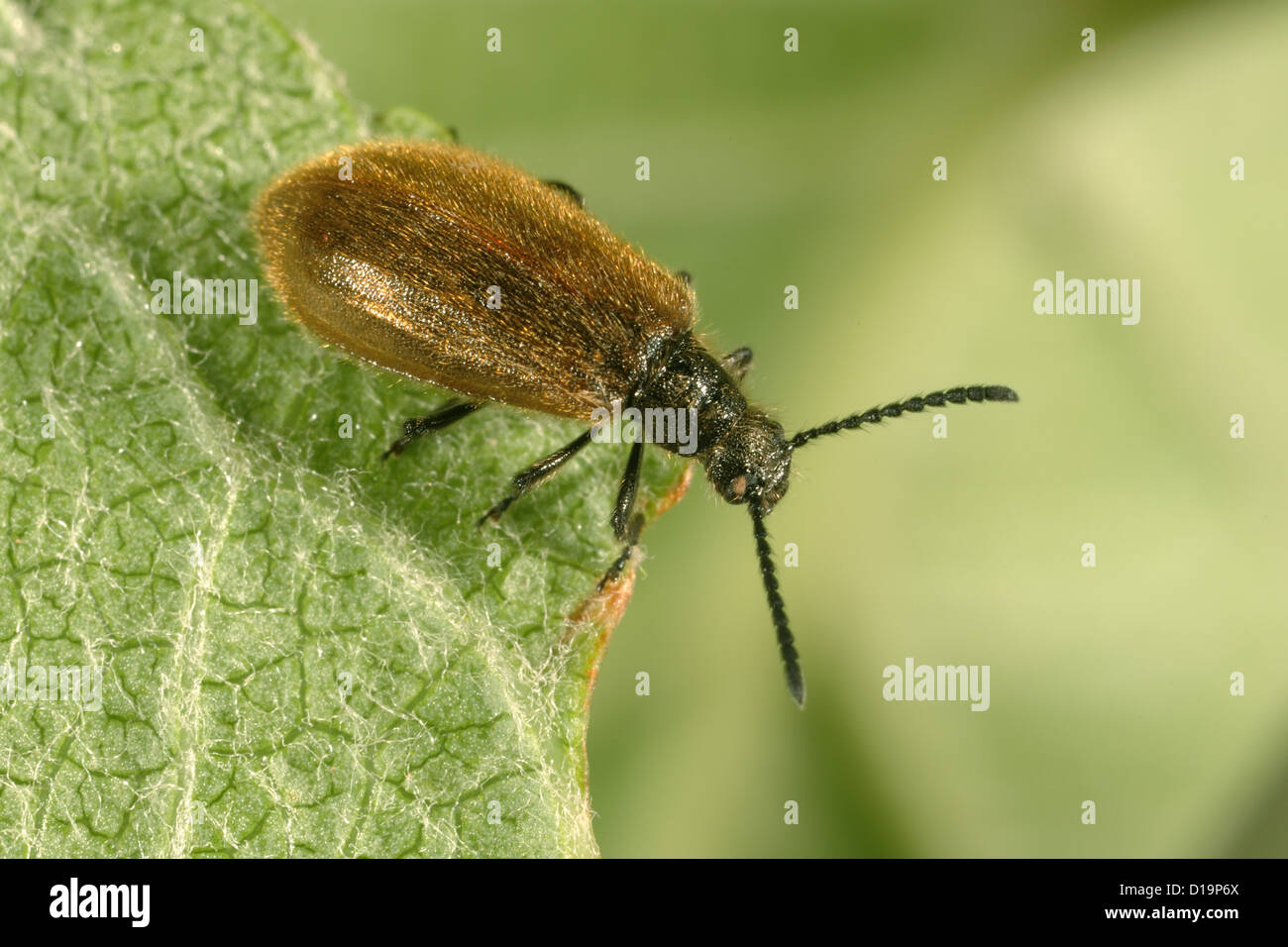 Darkling beetle Lagria hirta, adulte, Banque D'Images