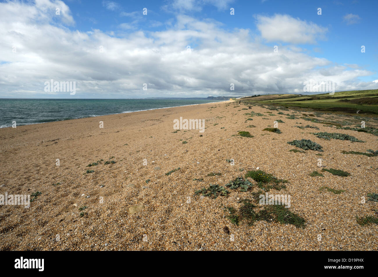 Plage de Chesil et peu de végétation de kale, salicornes et campion sur un beau jour d'automne venteux Banque D'Images