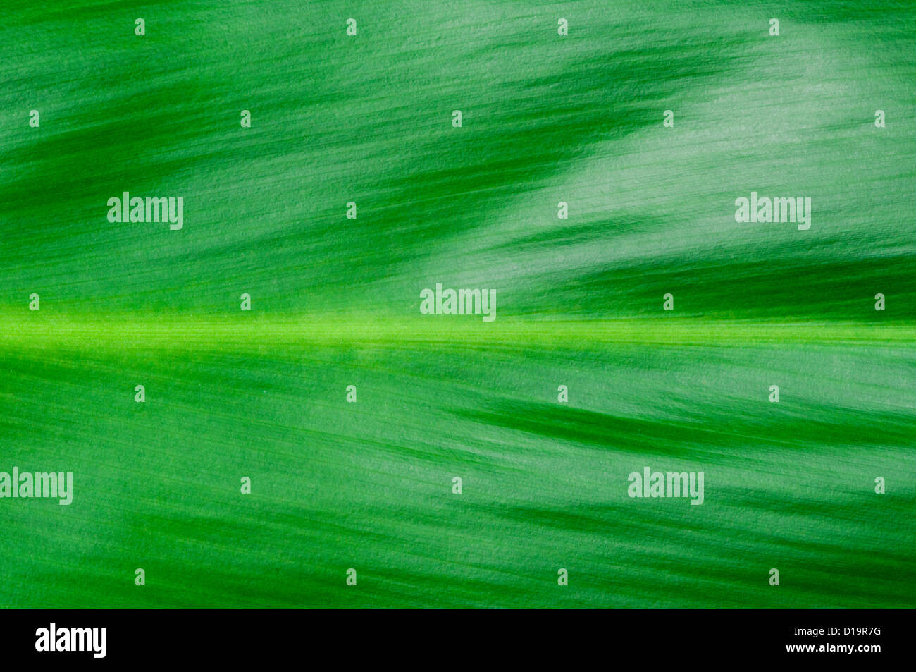 Fond naturel de feuille verte. Close up surface des feuilles Banque D'Images
