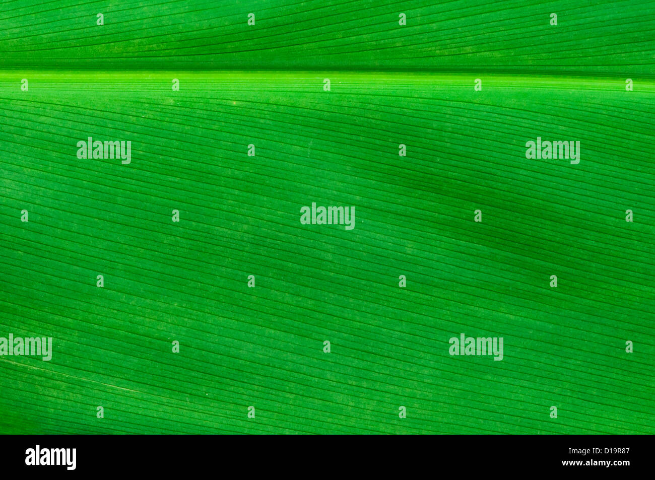 Fond naturel de feuille verte. Close up surface des feuilles Banque D'Images