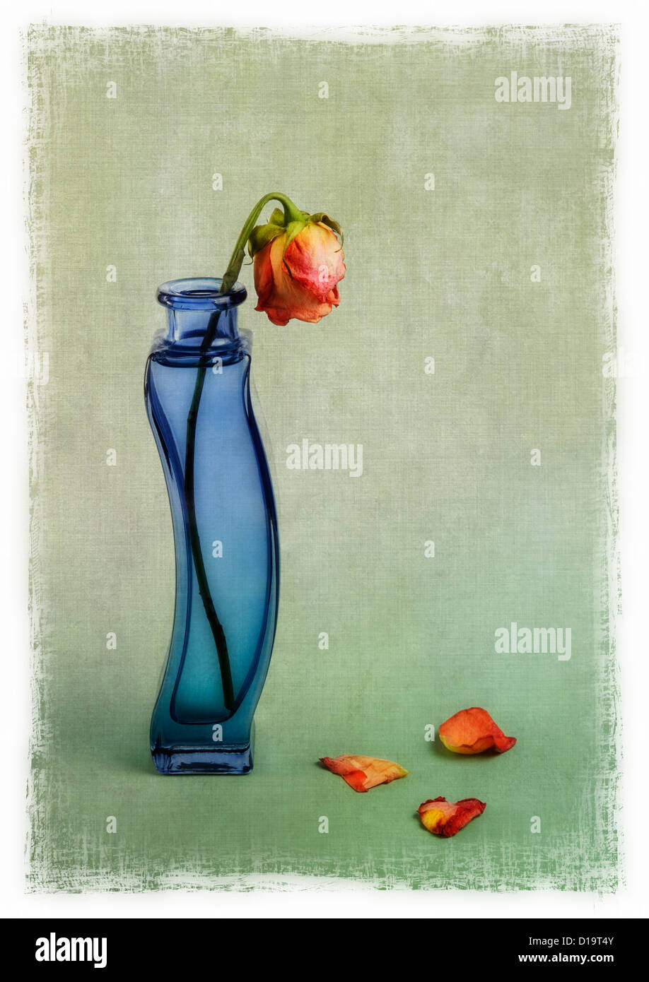Le flétrissement rose rouge dans un vase bleu avec incrustation de texture Banque D'Images