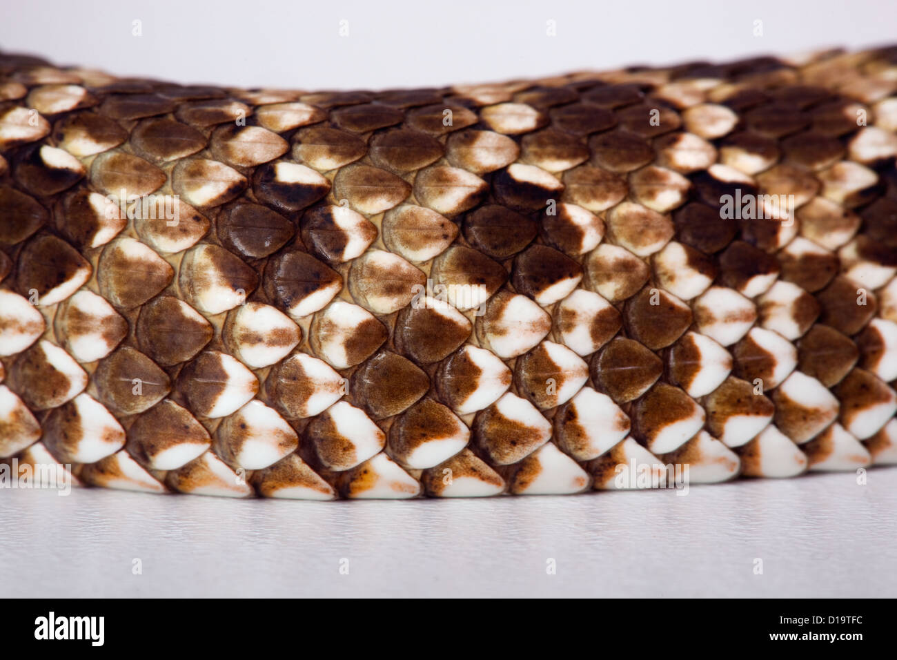Western Hog-nosed Snake Heterodon nasicus Banque D'Images