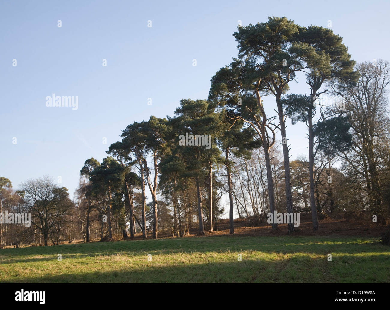 Arbres de pin sylvestre - Suffolk Angleterre Banque D'Images