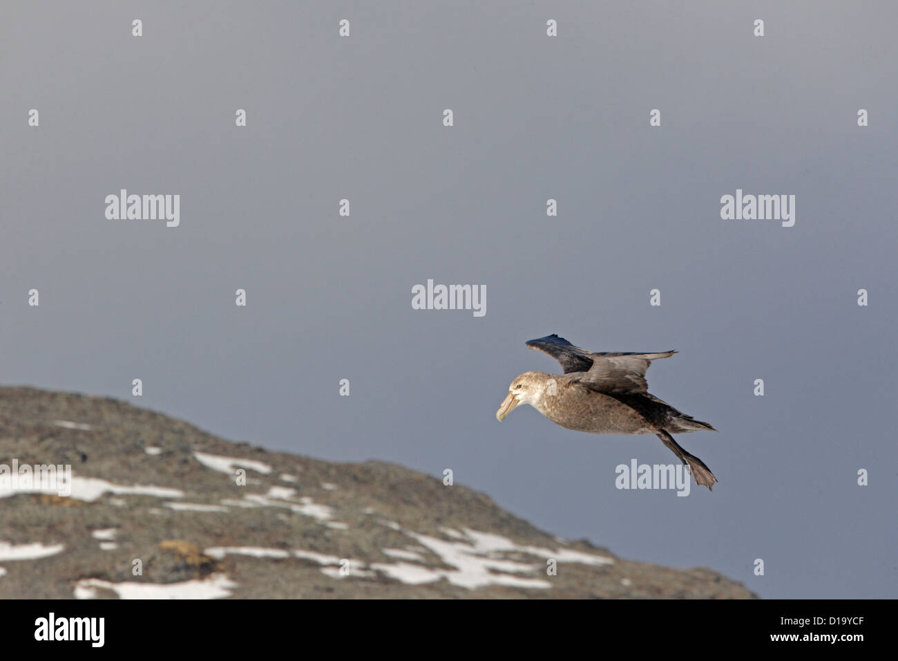 Pétrel géant entrée en terre en Géorgie du Sud Banque D'Images
