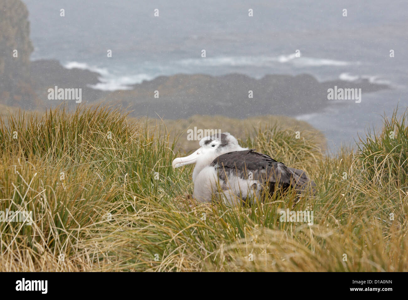 Albatros mature poussin dans une tempête de neige sur l'île de Géorgie du Sud à prions Banque D'Images