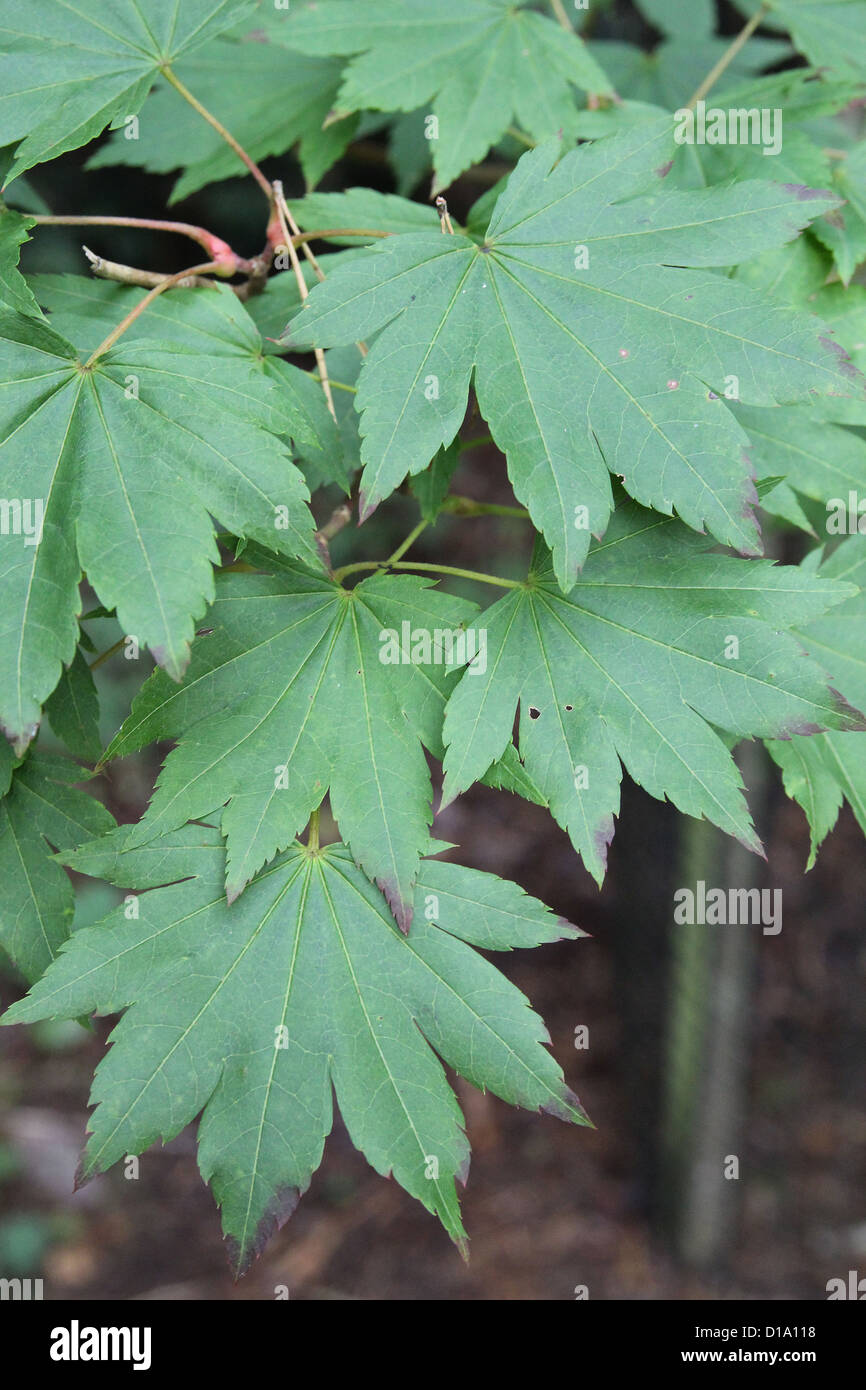 Acer shirasawanum feuilles ( Shirasawa ou l'érable qui se dérouleront ) Banque D'Images