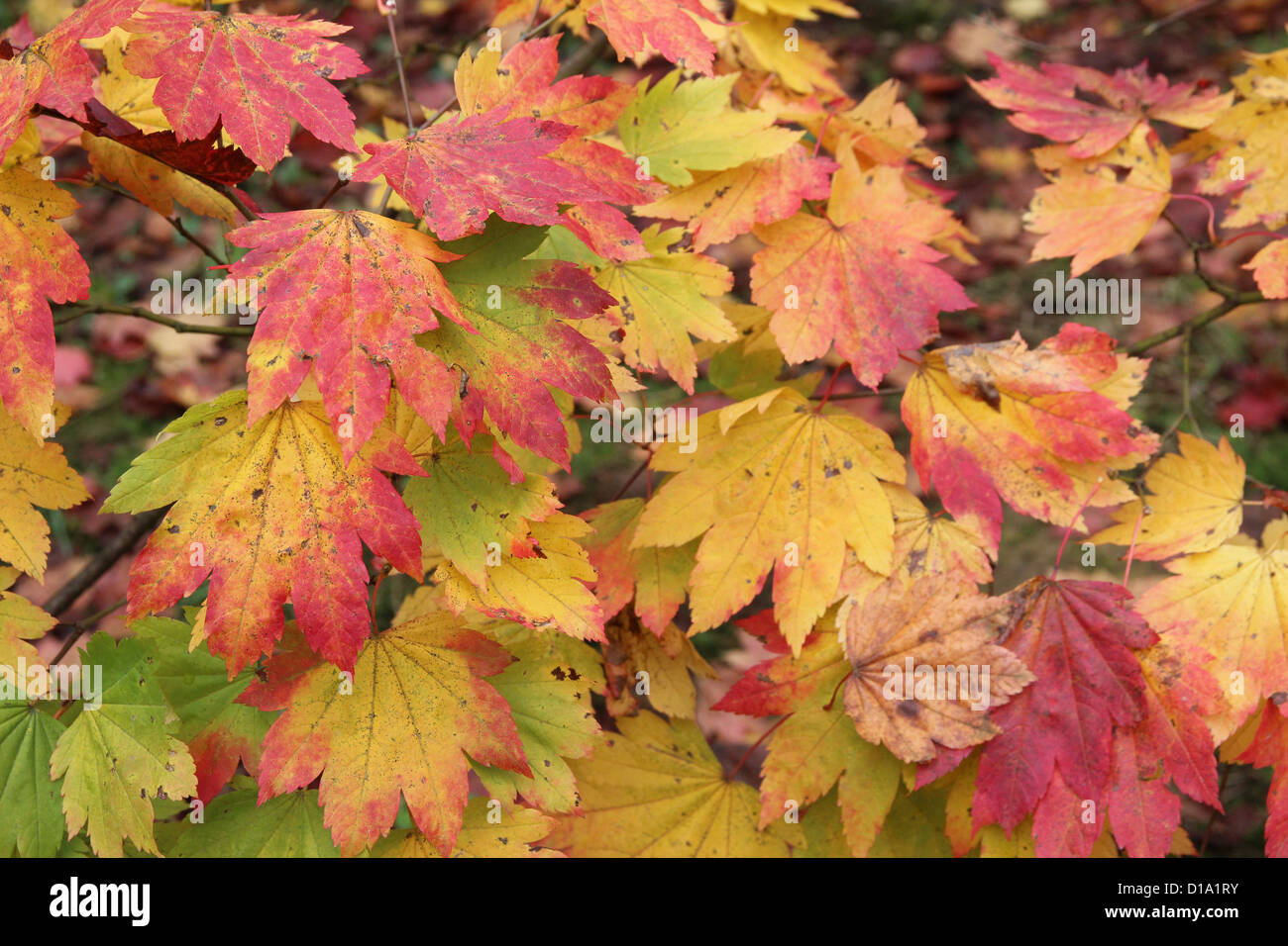 Acer japonicum ( pleine lune ) L'Érable Banque D'Images