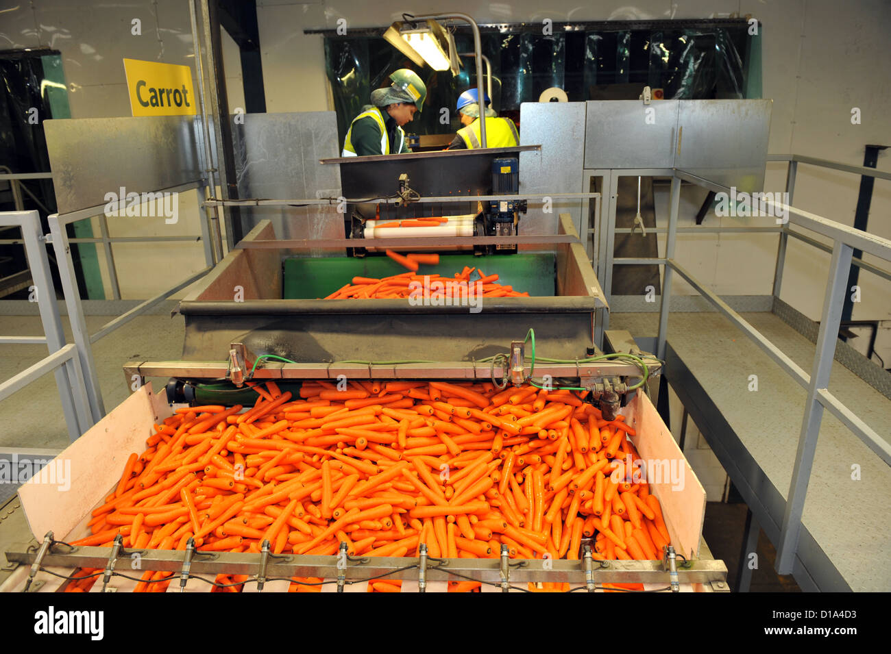 Les carottes nettoyées et conditionnées dans une usine de transformation de légumes pour l'approvisionnement d'un supermarché Banque D'Images